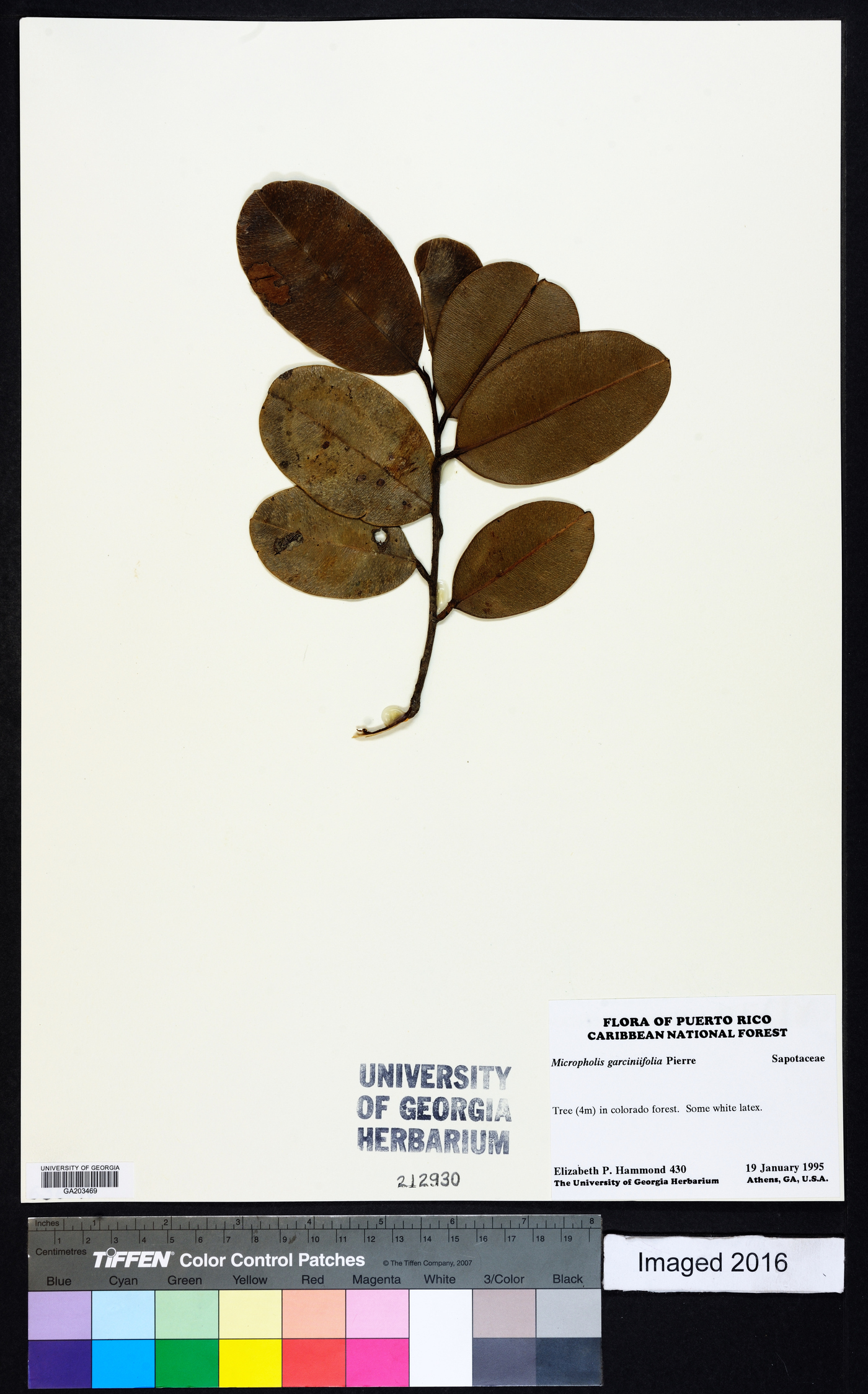 Micropholis garciniifolia image