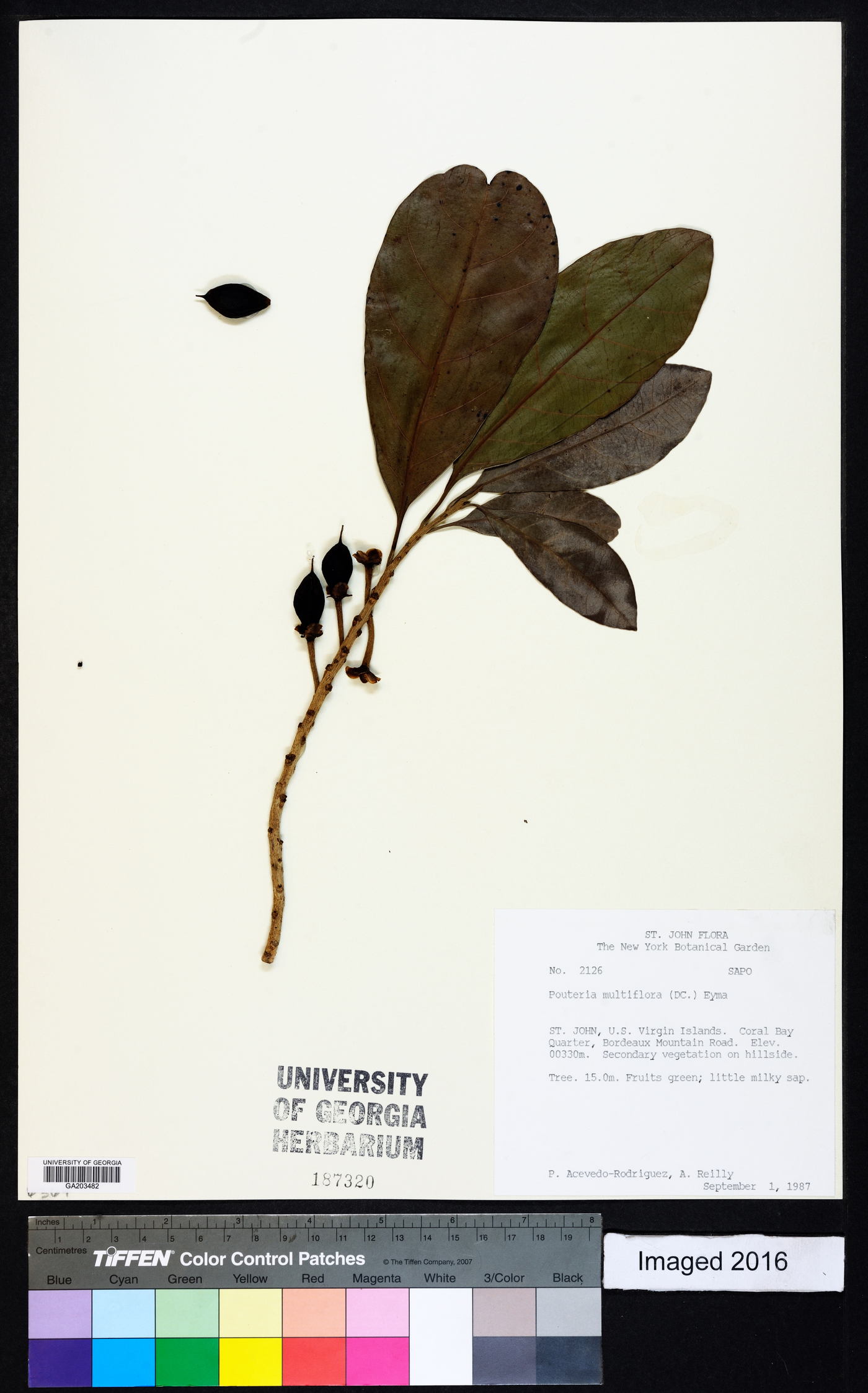 Pouteria multiflora image