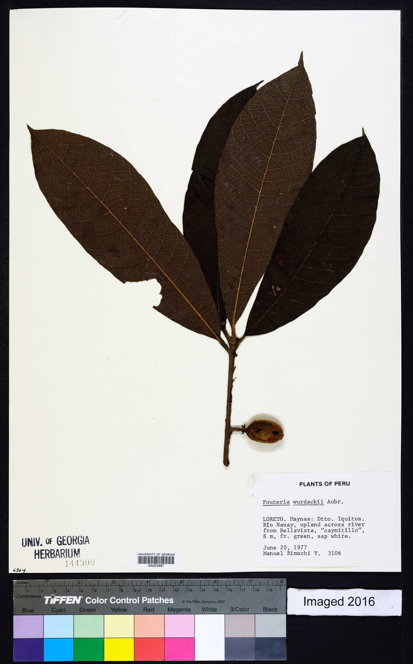 Pouteria torta subsp. tuberculata image