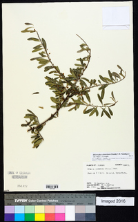 Sideroxylon celastrinum image