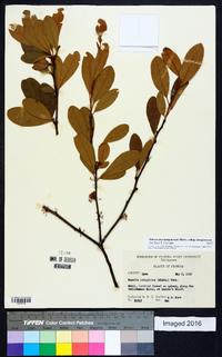 Sideroxylon lanuginosum image