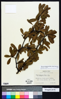 Sideroxylon lanuginosum subsp. lanuginosum image