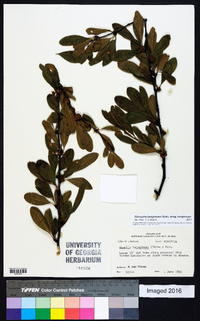 Sideroxylon lanuginosum image