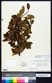 Sideroxylon lanuginosum image