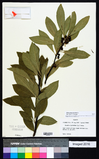 Sideroxylon lycioides image