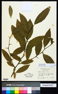 Sideroxylon lycioides image