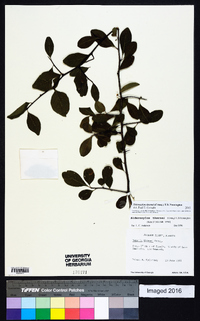 Sideroxylon thornei image