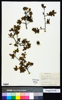 Diospyros texana image