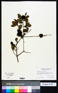 Diospyros texana image