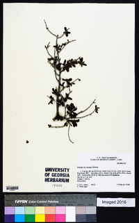 Diospyros texana image