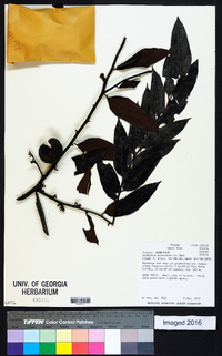 Diospyros artanthifolia image