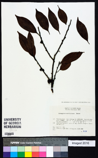 Diospyros morrisiana image