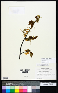 Halesia carolina image