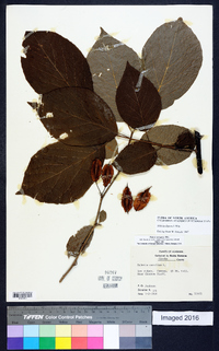 Halesia diptera image