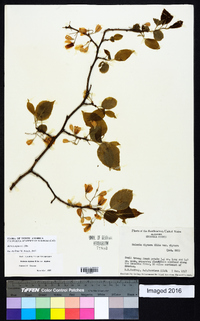 Halesia diptera image