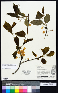 Halesia diptera image