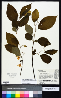 Halesia diptera image