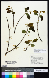 Halesia diptera image