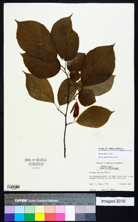Halesia diptera image