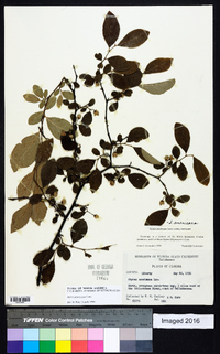 Styrax americanus image