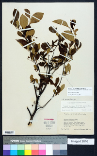 Styrax americanus image