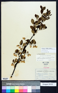 Styrax americanus image