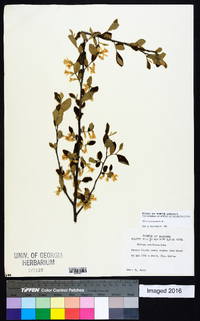 Styrax americanus image