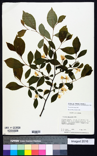 Styrax americanus image