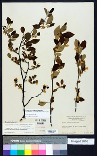 Styrax americanus image