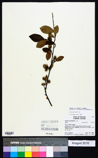 Styrax americanus image