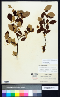 Styrax americanus image