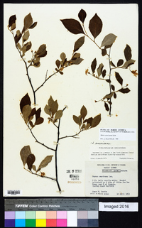 Styrax americanus image