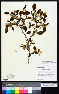 Styrax americanus image