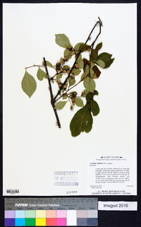 Styrax americanus image