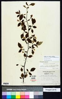 Styrax americanus image