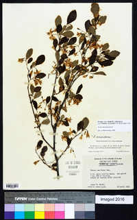 Styrax americanus image