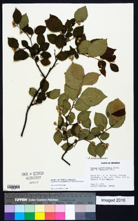 Styrax americanus image