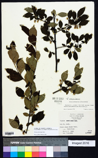 Styrax americanus image