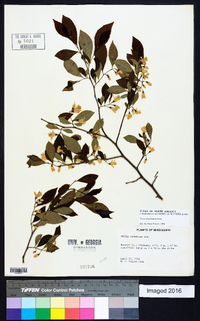 Styrax americanus image