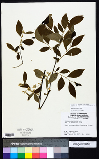 Styrax americanus image