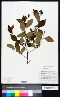 Styrax americanus image