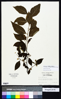 Styrax americanus image