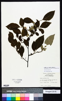 Styrax americanus image