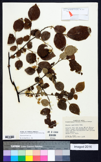 Styrax americanus image