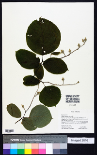 Styrax obassis image