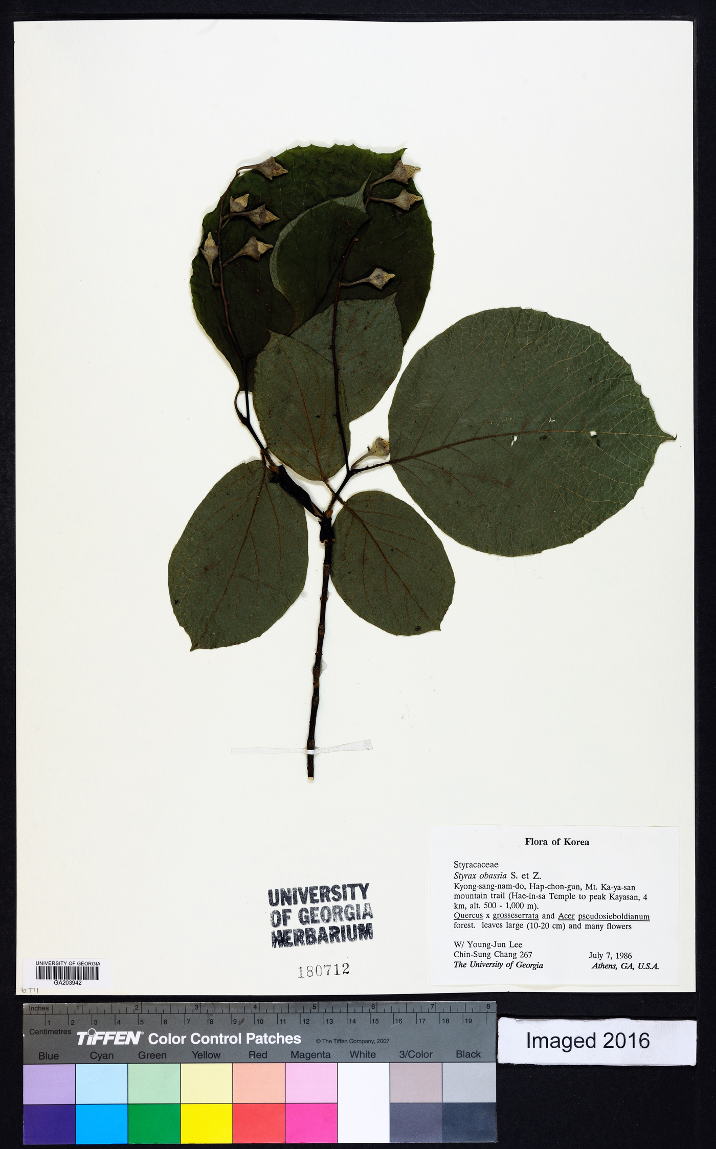 Styrax obassis image