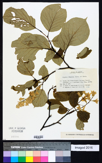 Styrax obassis image