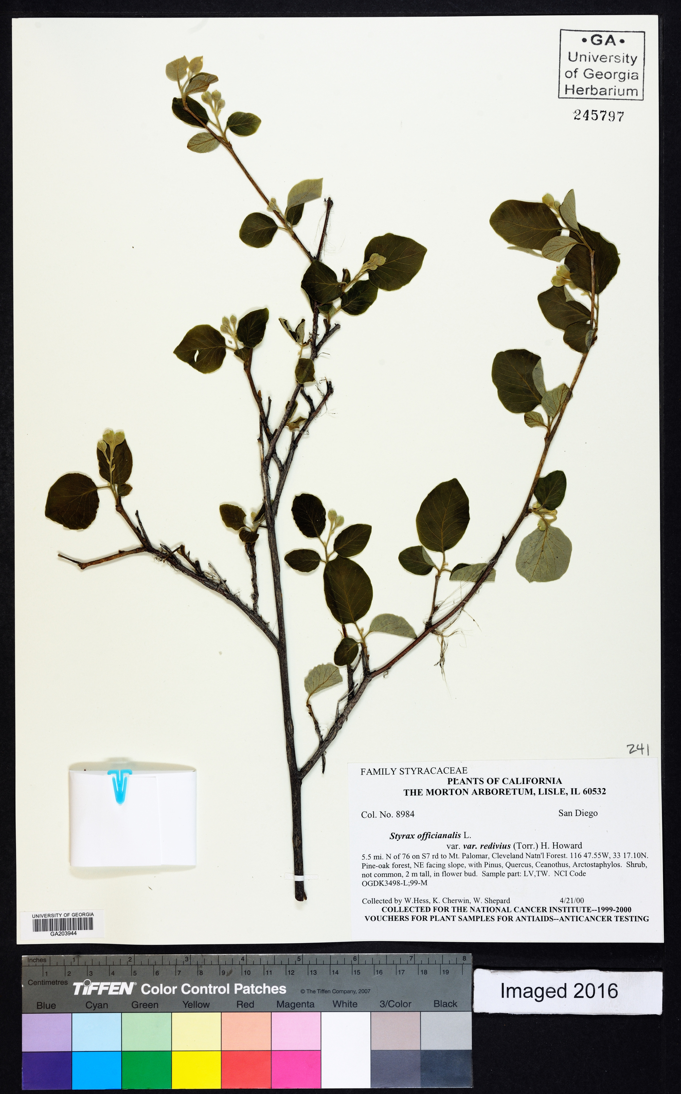 Styrax officinalis image