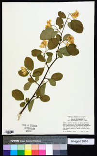 Styrax officinalis image