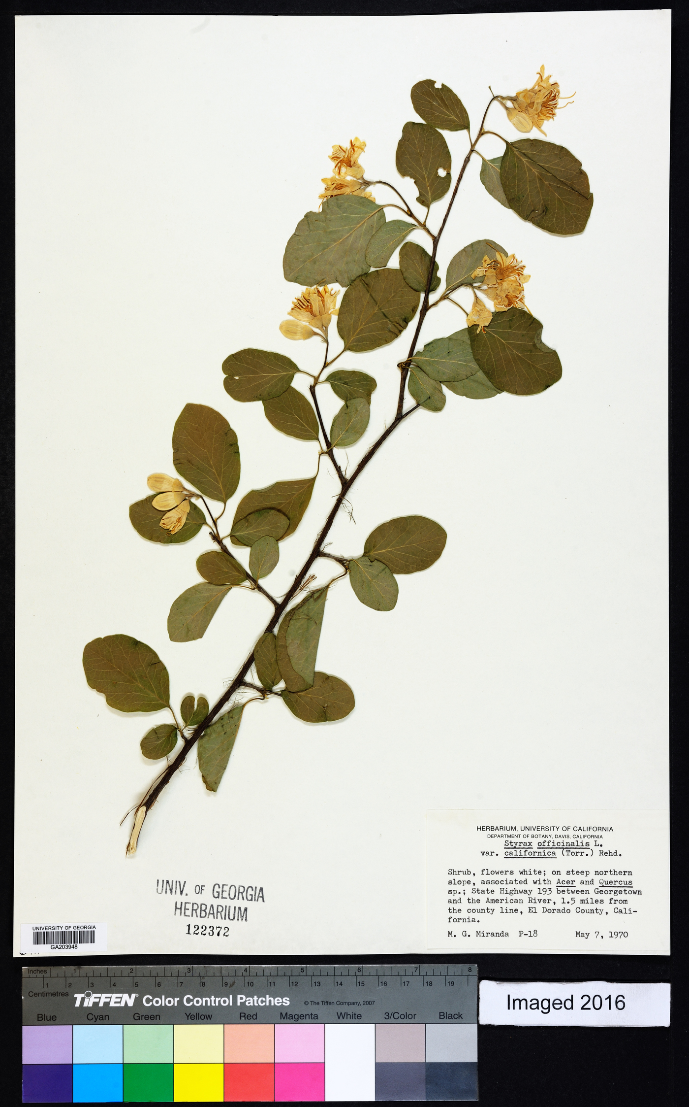 Styrax officinalis image